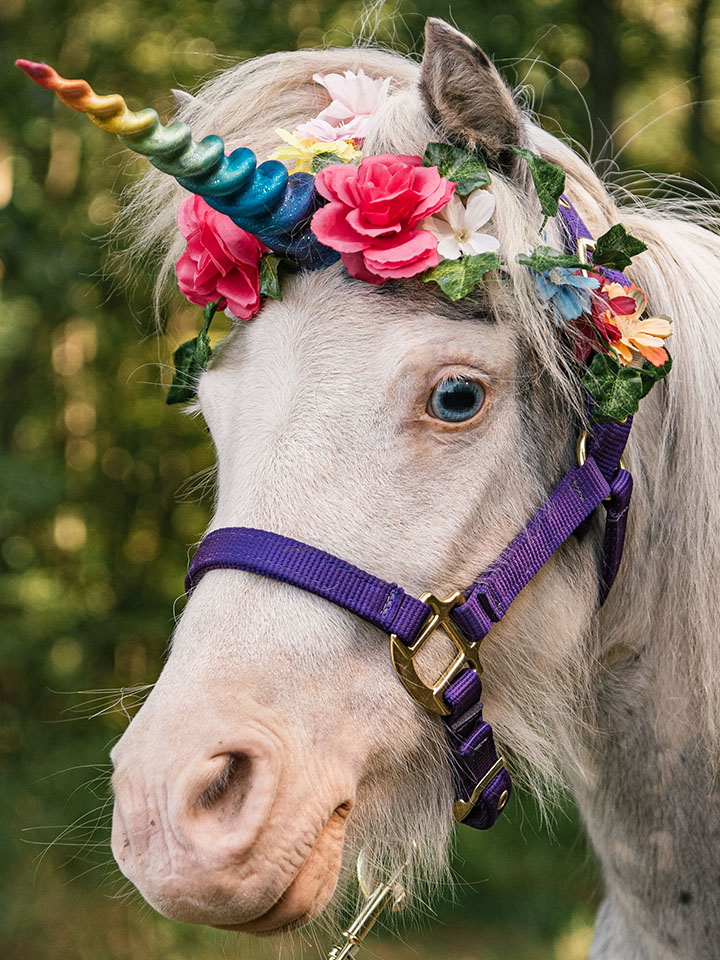 miniature horse with a unicorn hat